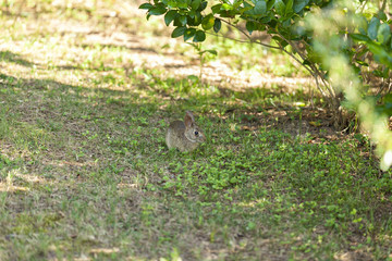 Rabbit Right