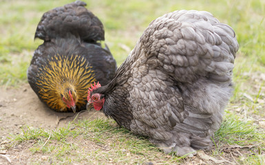 Two bantam hens on spring day