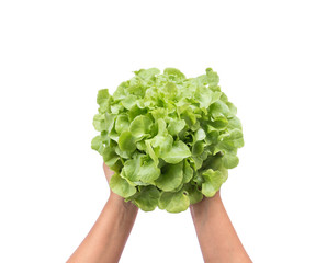 Hand holding green oak lettuce isolated on white
