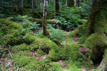 苔に覆われた森
