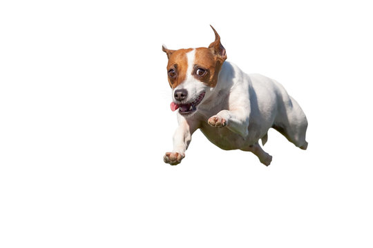 Fototapeta Energetic Jack Russell Terrier Dog Runs on the Grass