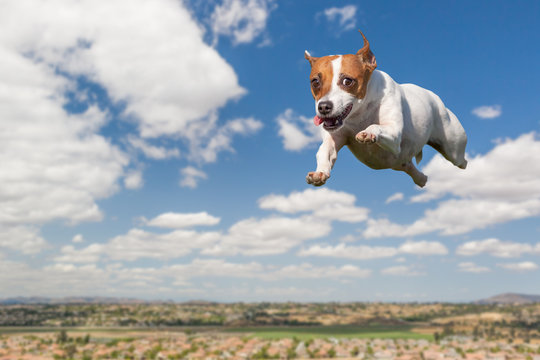 Energetic Jack Russell Terrier Dog Flying In The Sky