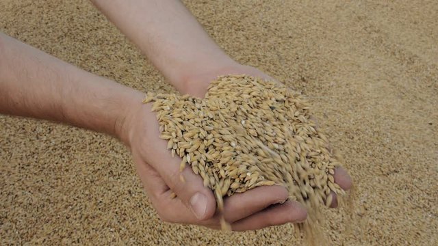 Strong man's hands takes a lot of wheat grains. Farmer's male hands pour golden grain seeds nature agriculture. Stock harvest. Man hands with wheat. Slow motion. Background from wheat.