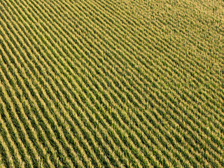 Aerial Corn Landscape