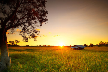 Fototapeta premium rice fields