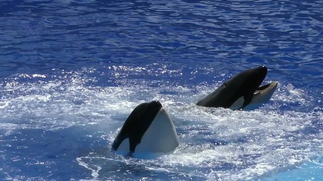 Two killer whales in blue water slow motion