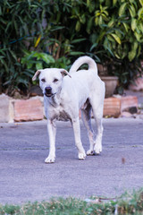 thai white stray dog