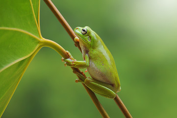 Dumpy tree frog holding onto a plant, Indonesia