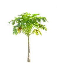 Papaya tree isolated on white background