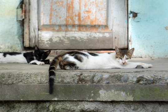 sleeping cats near door