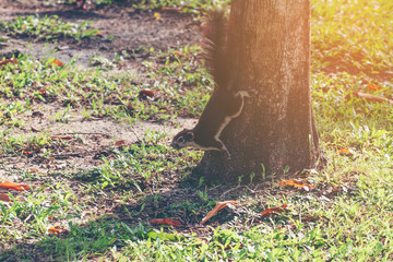 Fototapeta premium Squirrel in the park