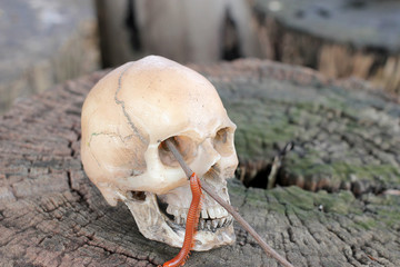human skull with Millipede on old wood in the forest, still life style.