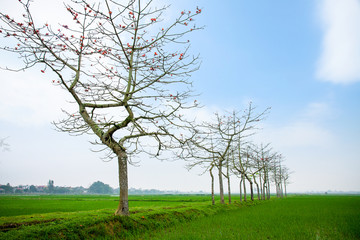 Fototapeta na wymiar Beauty landscape in North of Vietnam