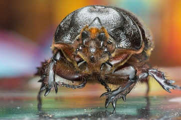 Dung Beetles (subfamily Scarabaeinae)