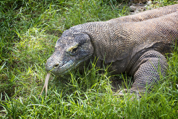 Obraz premium Komodo dragon (Varanus komodoensis), is a large species of lizard found in the Indonesian islands of Komodo, Rinca, Flores