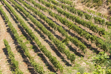 Fototapeta na wymiar vineyard in autumn with ripe grapes in Ioannina Epirus Greece