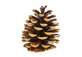 Beautiful pine cone isolated on a white background