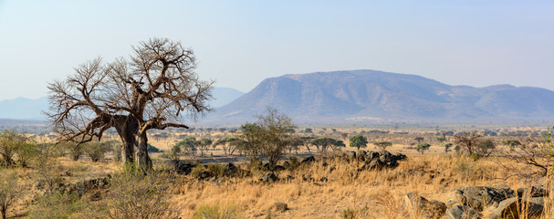 Landscape with Baobab (Adansonia digitata). Ruaha National Park. Tanzania