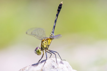 Seaside Dragonlet (Erythrodiplax berenice)