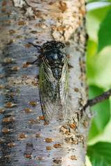 A Japanese Cicada-Cryptotympana facialis- is perched on a tree of cherry tree in July.