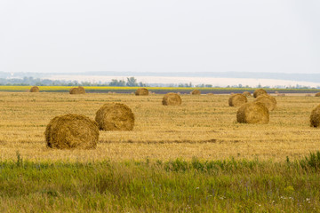 Fototapeta premium Twisted straw on the field.