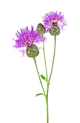 Purple Cornflower - Centaurea on a white background