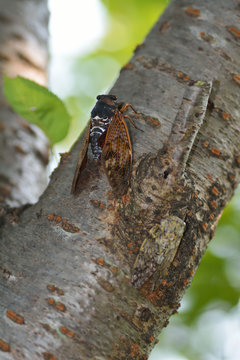 A Japanese Large brown cicada has singing perched on a tree of cherry tree in July.