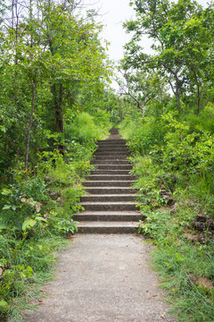 Fototapeta Jungle, forest path, mud steps with wood