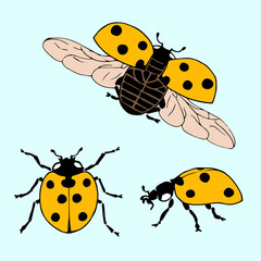 Vector set of ladybug in different positions. Hand drawn ladybug