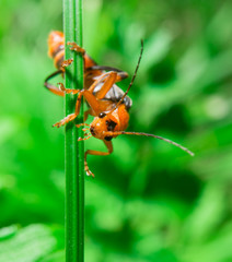 Macro of the orange black bug looking to camera