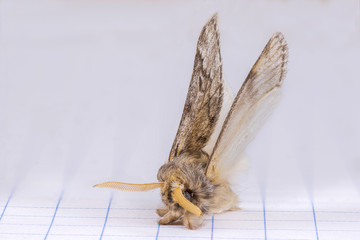 Furry moth landed over the quad paper of a graph notebook. Macrophotography