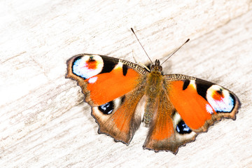 Fototapeta na wymiar Красивая бабочка в саду
