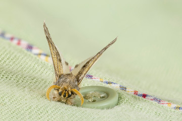  Clothes moth beside green button of a shirt. Macrophotography