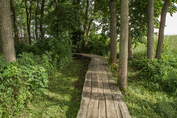 The trail near the reed in lake
