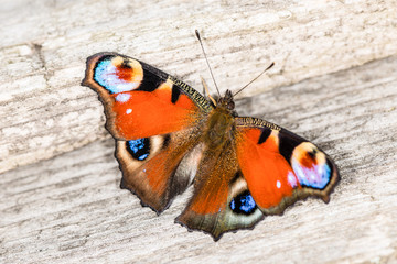 Красивая бабочка в саду