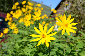 Yellow flowers of Jerusalem artichoke (Helianthus tuberosus)  also called topinambour , sunroot, sunchoke, earth apple, this plat is typical of  North America and Canada.
