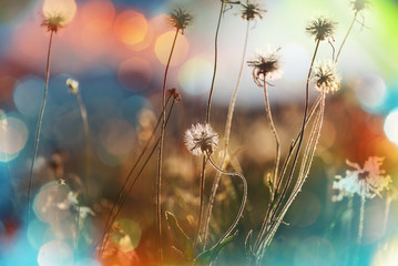 Mountains meadow