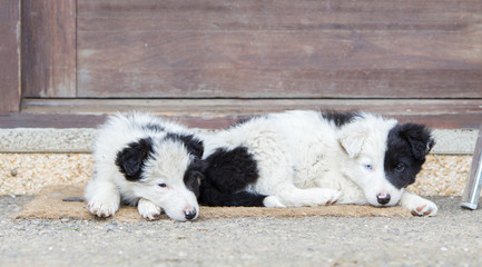 Naklejka na ściany i meble Border Collie puppies sleeping on a farm