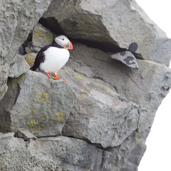 Fototapeta premium Colorful Puffin isolated in natural environment