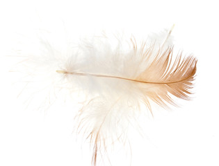 brown feather on white background