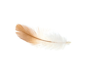 brown feather on white background