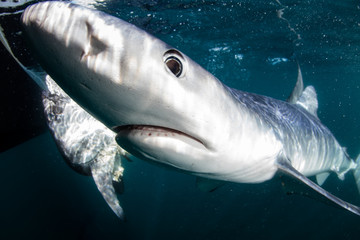 Obraz premium Blue Shark Up Close