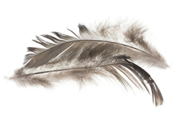 Obraz premium Czarne pióra na białym tle