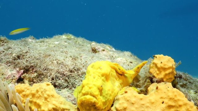 Unterwasser - Riff - Fisch - Anglerfisch - Schwamm  - Tauchen - Curacao - Karibik - 4K