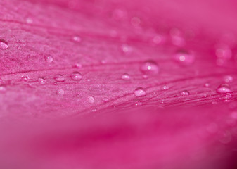 drops of dew on a flower