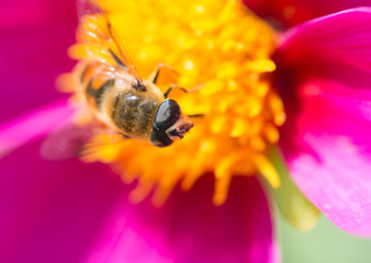red flower with bee