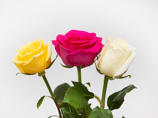 multicolored roses