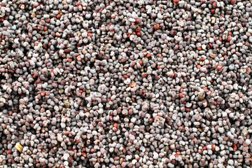 A close up image of opium poppy seeds