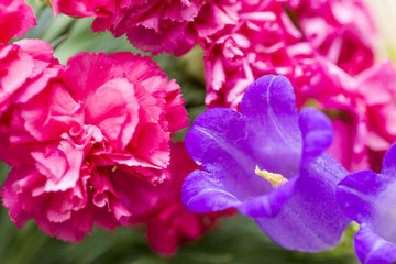 Fototapeta na wymiar ピンクのカーネーションと紫のフウリンソウの花