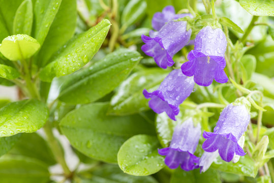 カラーとツリガネソウ　原画 カラーとツリガネソウ 原画